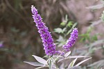 flower, nature, small flower