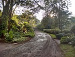 mud, path, trees