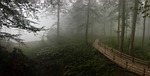 artvin, nature, bridge
