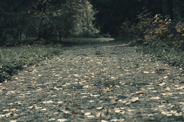Nachverfolgen, Der Park, Herbst