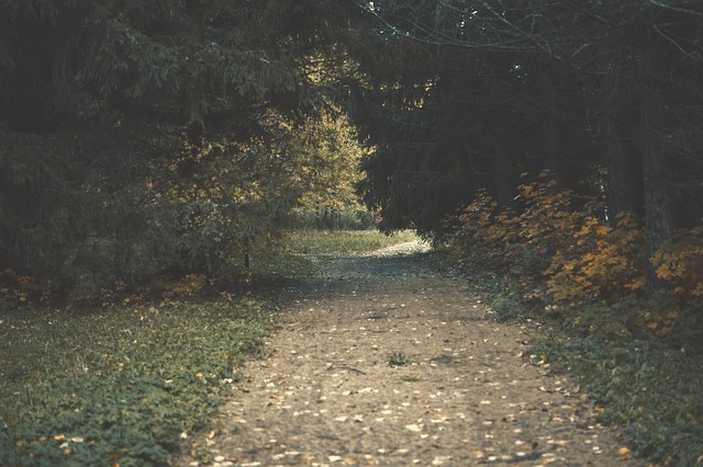 Blätter, Wald, Green, Natur, Grüns