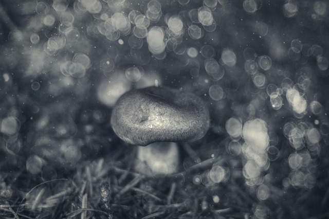 Pilz, Wald, Natur, Pilz Holzig