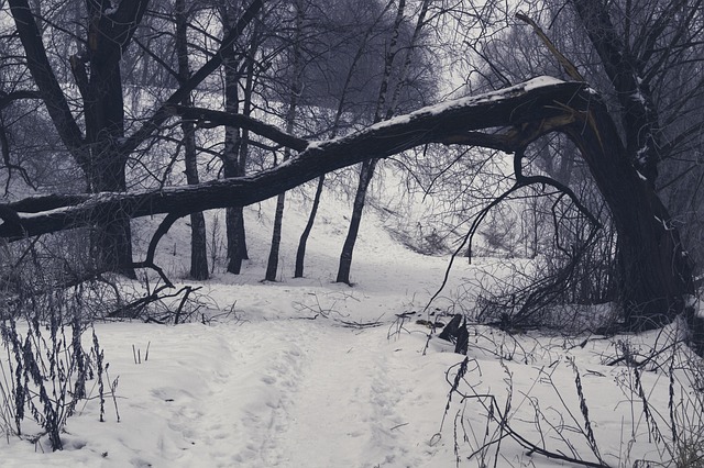 Winter, Baum, Natur, Schnee
