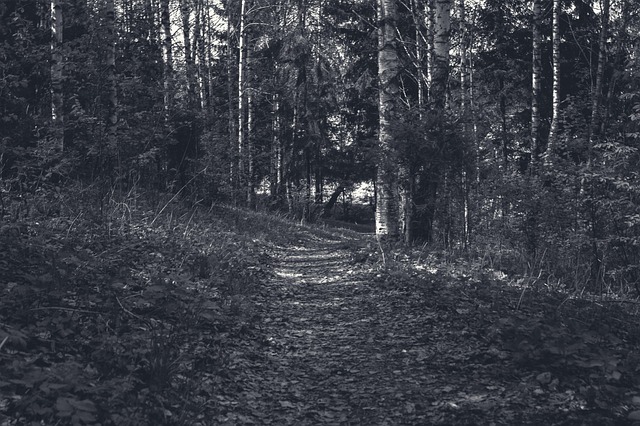 Wald, Natur, Nachverfolgen, Baum