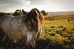 horse, nature, koník
