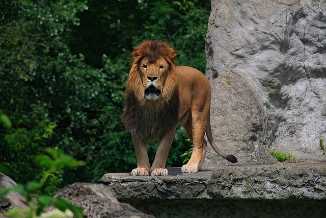 Leão Animal Natureza - Foto gratuita no Pixabay - Pixabay