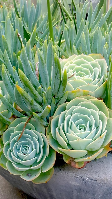 Free Green Plant Plant photo and picture