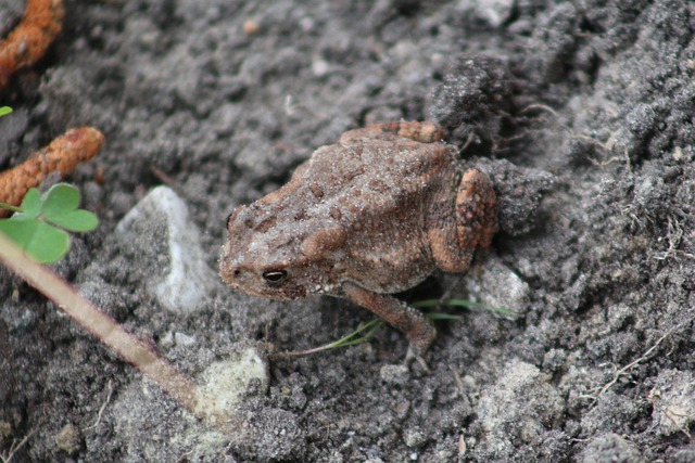 Free Frog Amphibian photo and picture