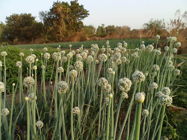 Free Garden Onion photo and picture