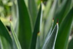 plant, cactus, agave