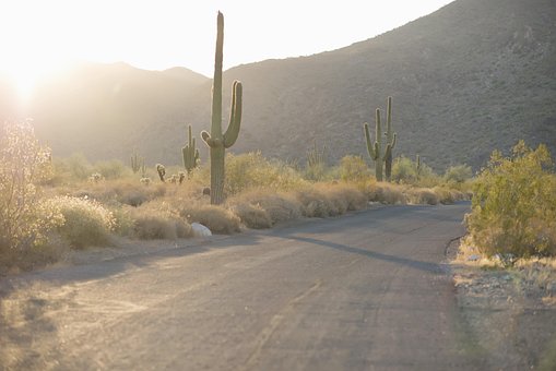 desert cactus images pixabay