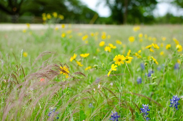 Free Flower Flower Wallpaper photo and picture