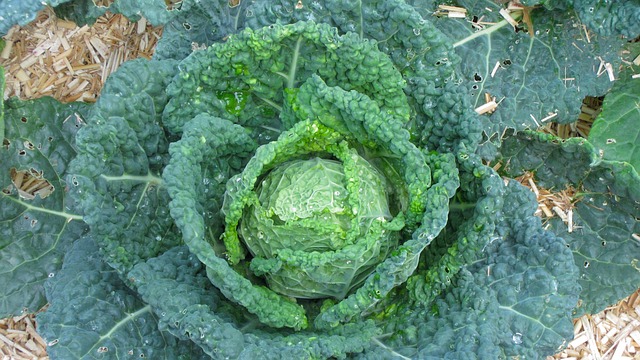 Free Green Cabbage Vegetable photo and picture