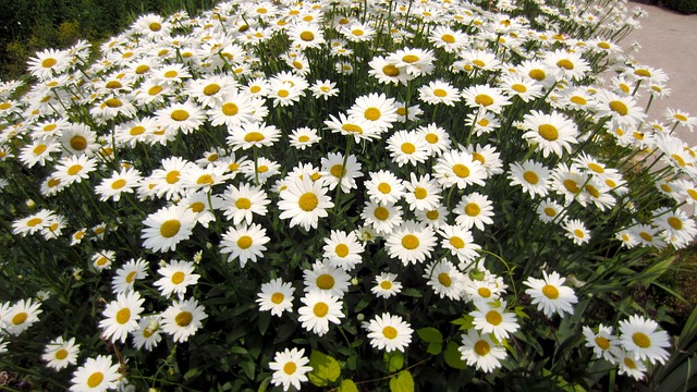 Free Flowers White photo and picture