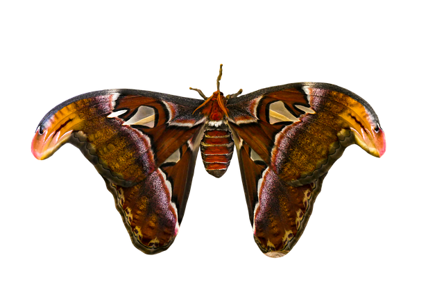 Free Animal Butterfly photo and picture