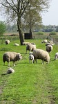 sheep, nature, farm