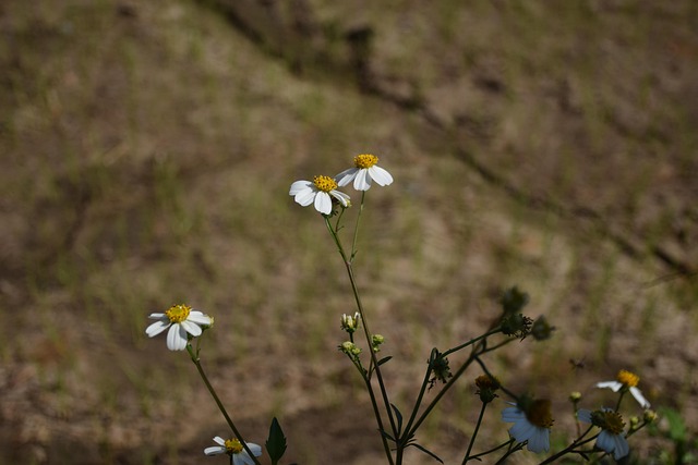 Bunga Rumput - Foto gratis di Pixabay - Pixabay