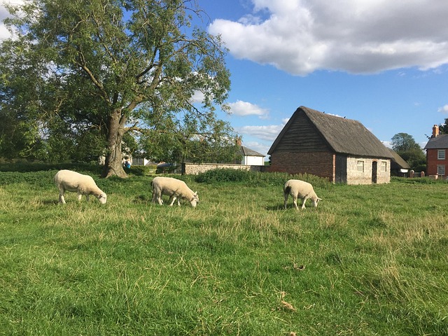 Free Avebury Avebury Stones photo and picture