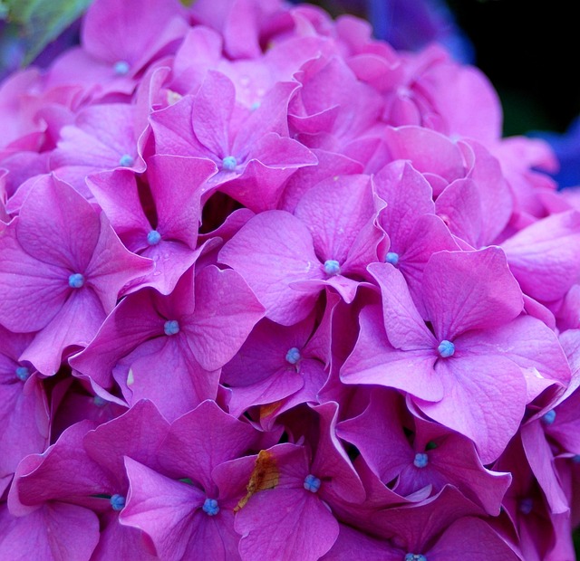 Free Horstensie Blossom photo and picture