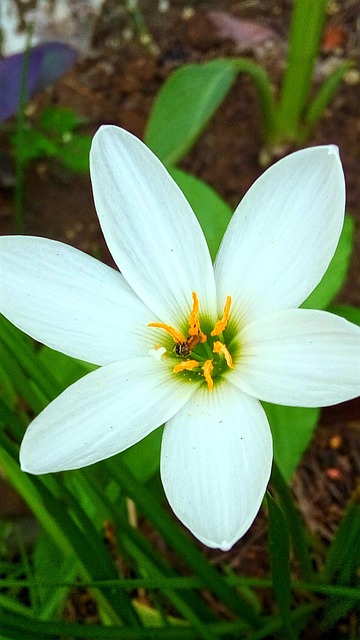 Flor, Lirio, Fondo De La Flor, Macro