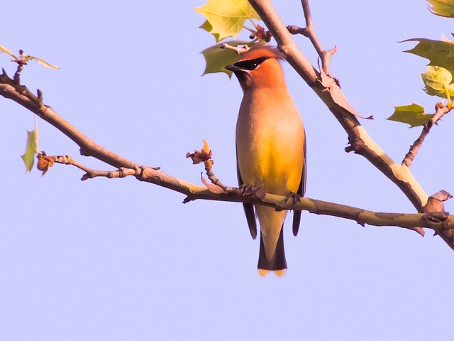 Cedro Cera Ala, Sicómoro, Pájaro