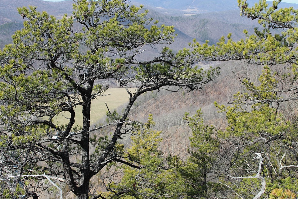 Evergreen West Virginia Pine Tree Free photo on Pixabay Pixabay