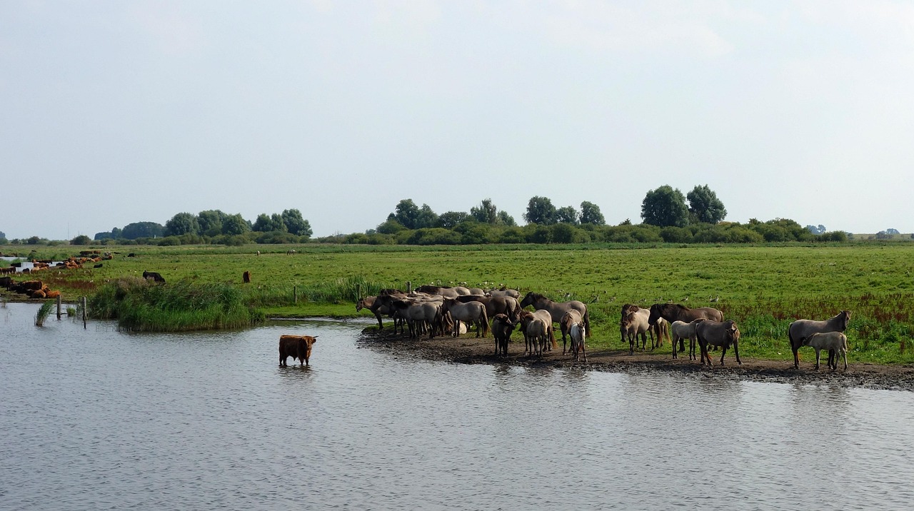 Wild Horses - free online jigsaw puzzle photo