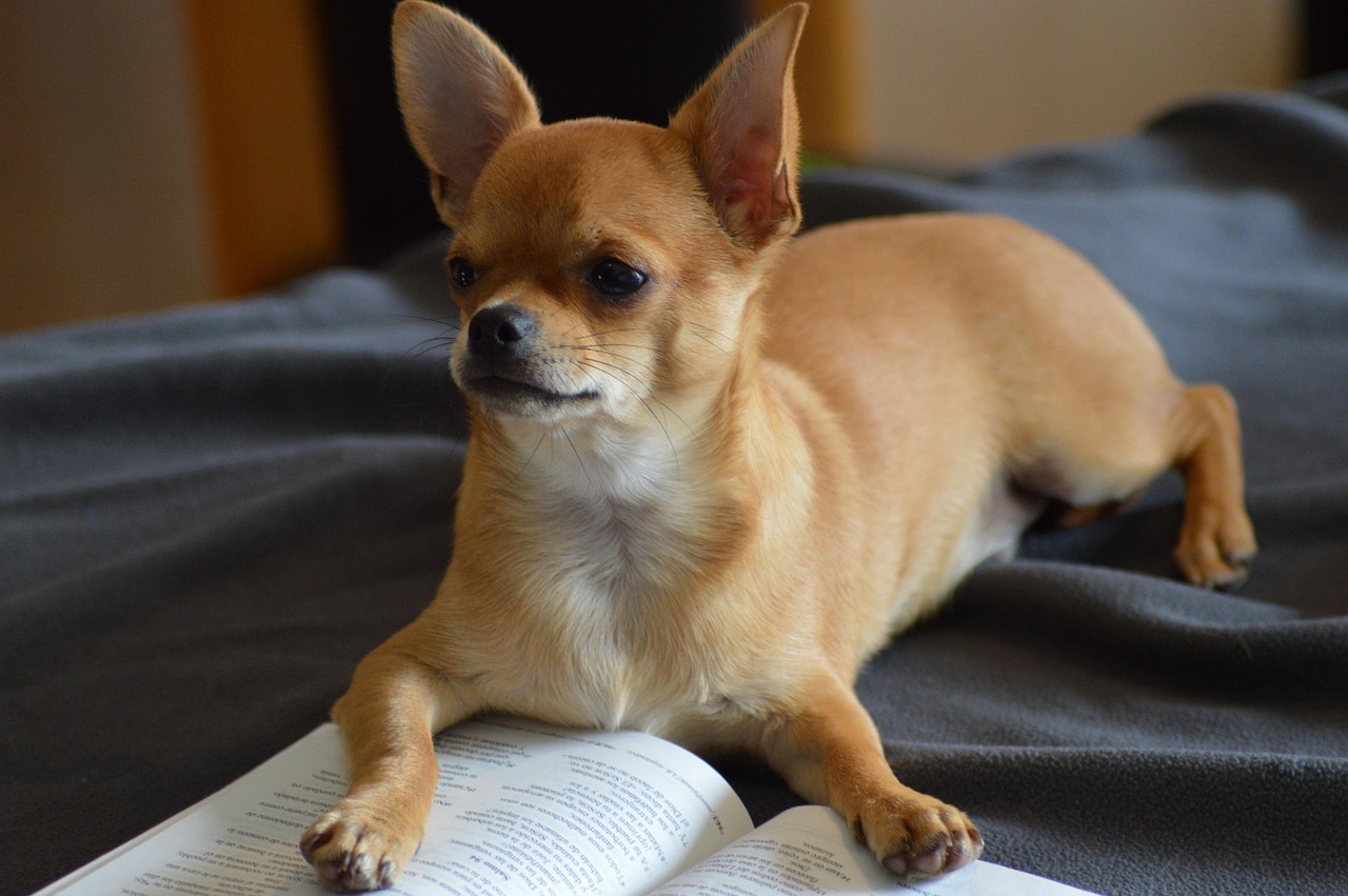 30 000 Kostenlose Chihuahua Silhouette Und Chihuahua Bilder Pixabay 30 000 Kostenlose Chihuahua Silhouette Und Chihuahua Bilder Pixabay
