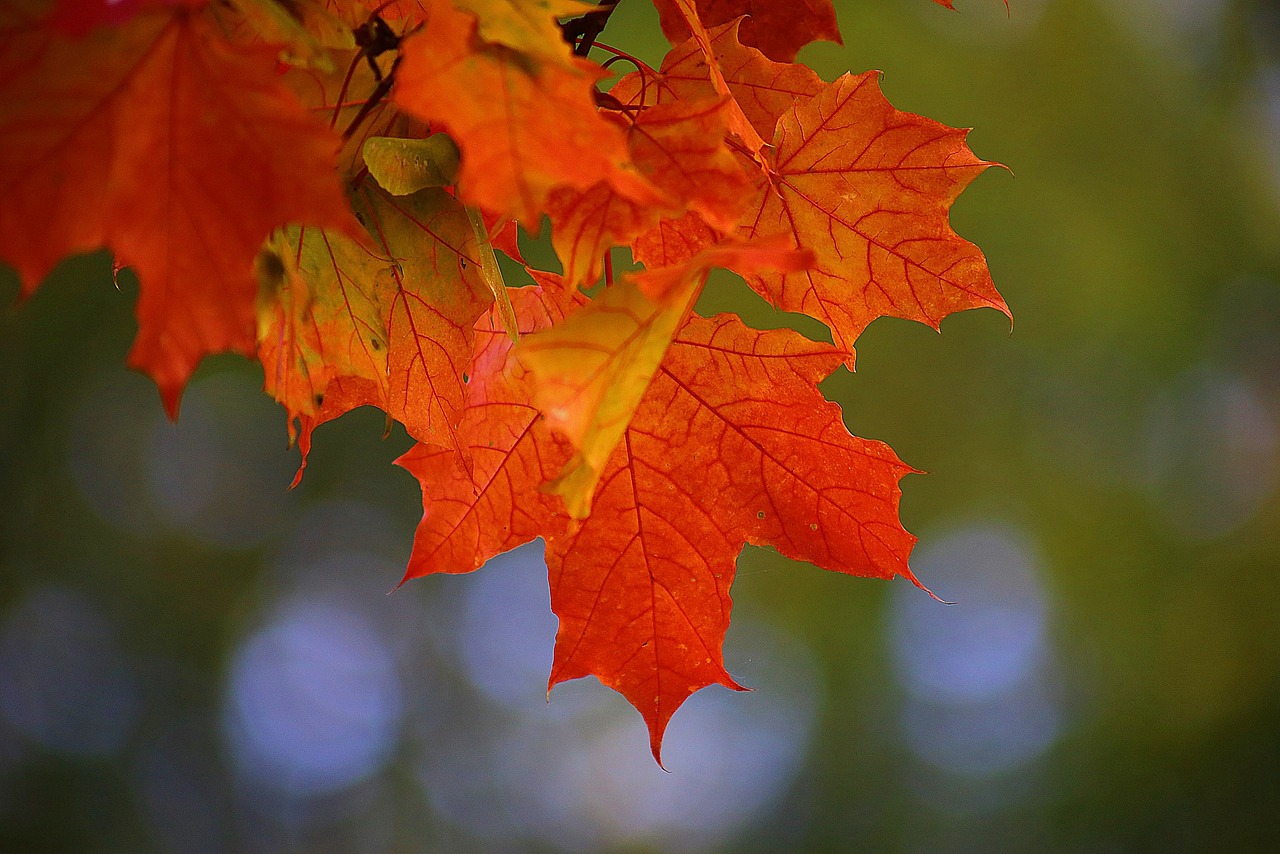 100 000 Free September Leaves September Images Pixabay
