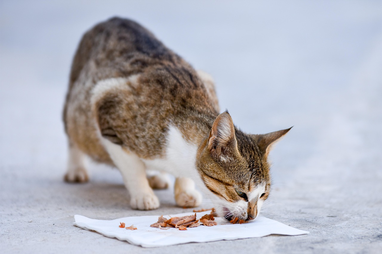 Cat - free online jigsaw puzzle photo