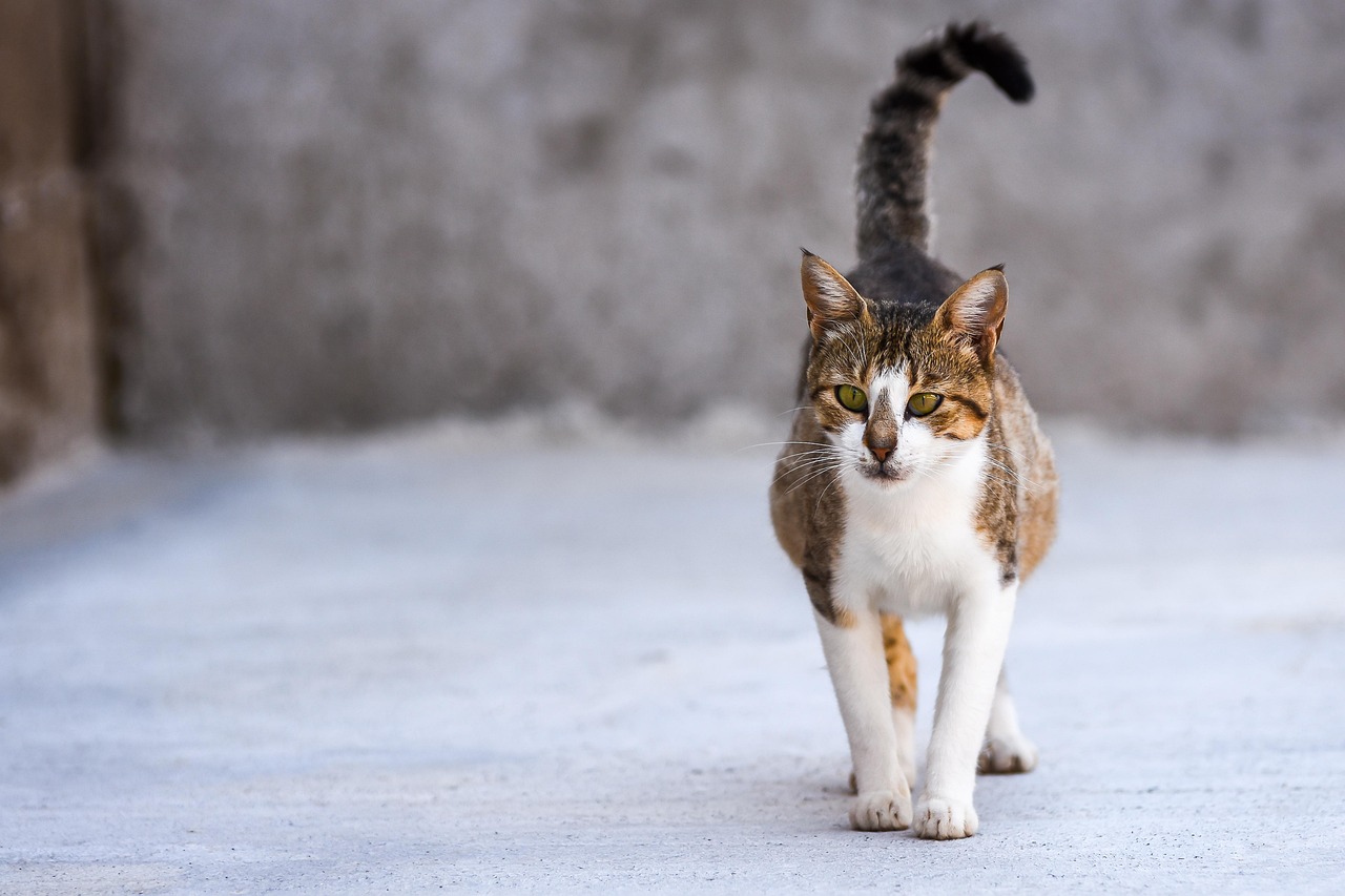 Cat - free online jigsaw puzzle photo