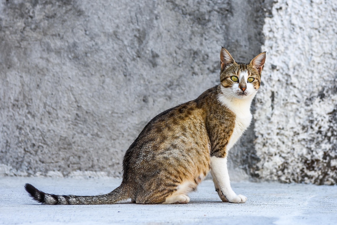 Cat - free online jigsaw puzzle photo