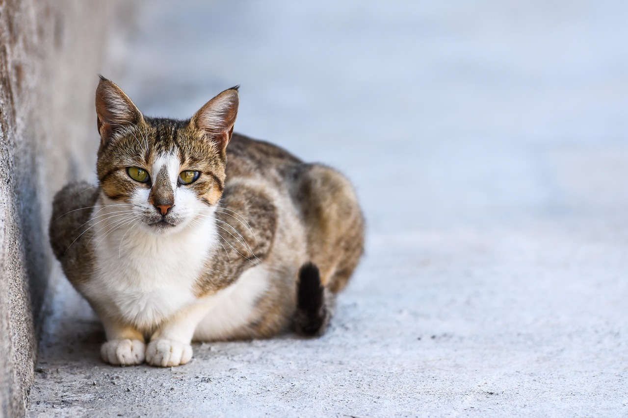 Cat - free online jigsaw puzzle photo