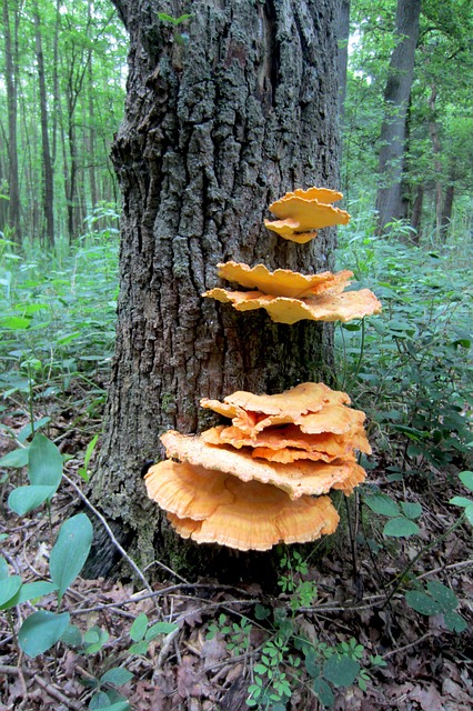 Free Tree Agaric photo and picture