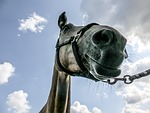 horse, equine, portrait