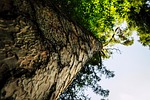 tree, wood, forest
