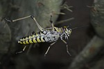 grasshopper, bug, cricket