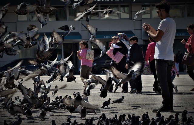 Free Pigeon Dove photo and picture
