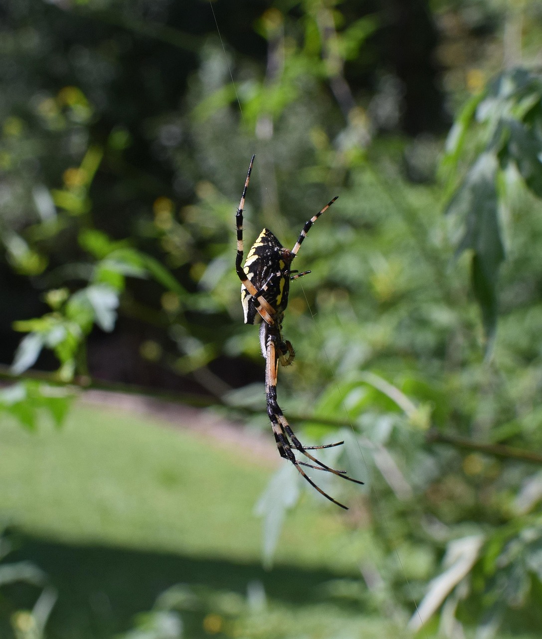 Spider View Strnth 20,000+ Free Spider View & Spider Images - Pixabay