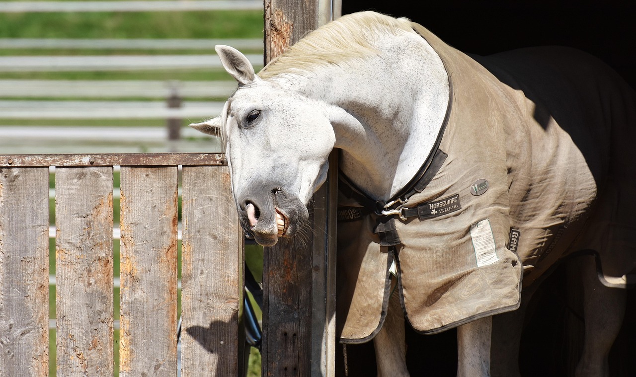 Horse - free online jigsaw puzzle photo