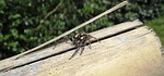spider leaper, hunter, insect