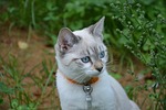 cat, pussy, kitten