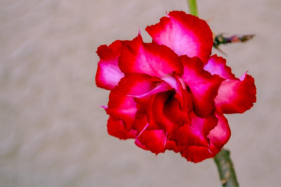 exotic flowers images red exotic flower garden flowers spring exotic flower garden flowers free photo on pixabay exotic flowers images red exotic flower garden flowers spring exotic flower garden flowers free photo on pixabay