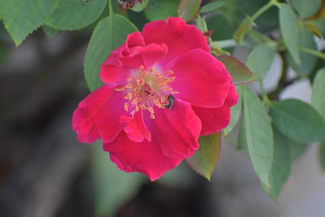 rose, honey bee, bee on a flower, pollination, rose flower, nectar
