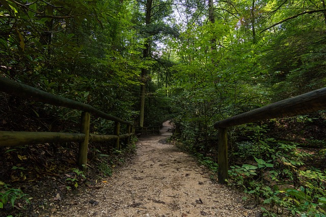 Naturaleza, Orgánico, Al Aire Libre
