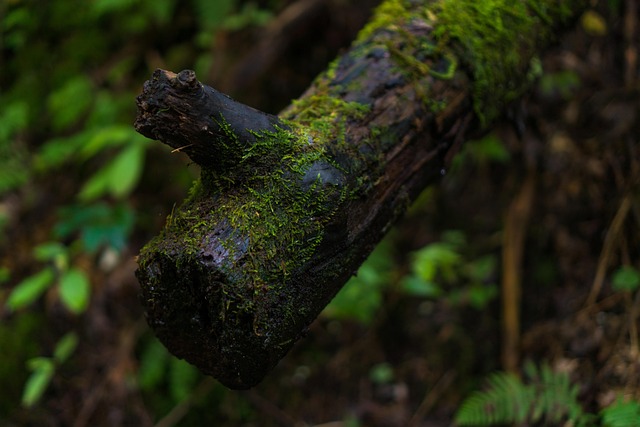 Musgo, Iniciar Sesión, Naturaleza