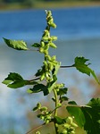 xanthium strumarium, cocklebur, common