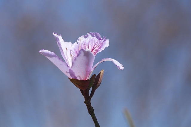 Free Flower Nature photo and picture