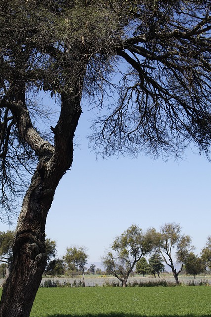 Free Tree Pine photo and picture