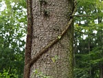 wood, tree stump, log